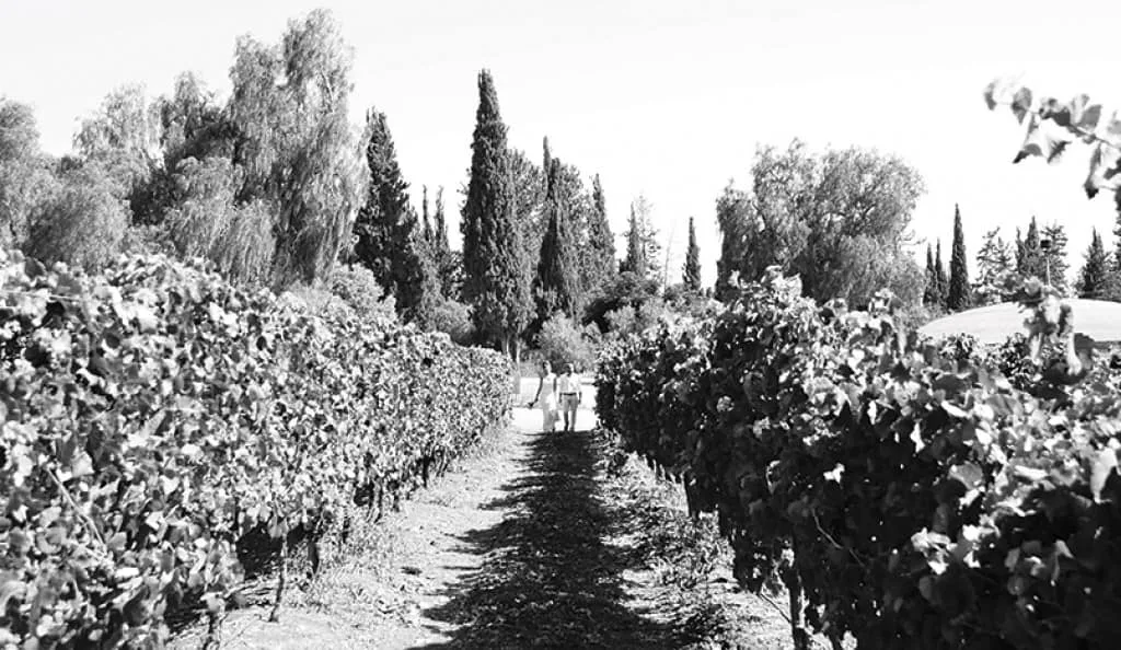 Wine Wedding at the Vineyard — 2