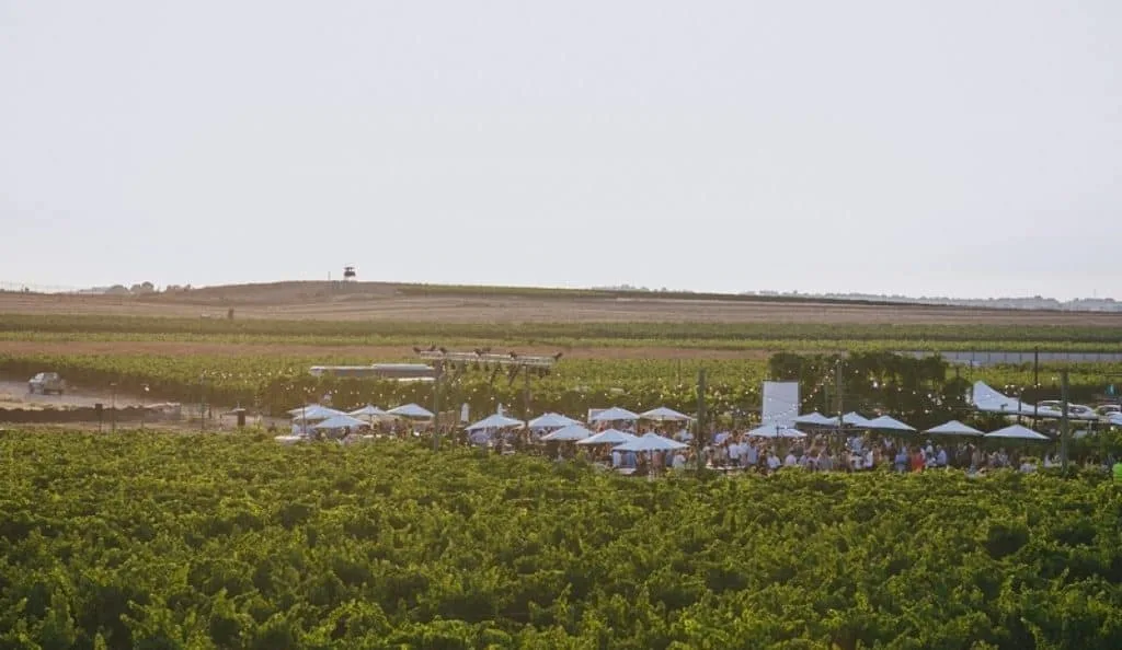 Wine festival wedding — 5